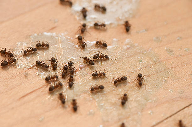 Best Cockroach Control Services  in Riverse, ID