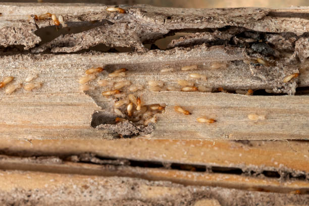 Best Insect Control  in Riverse, ID